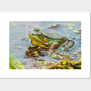 Resting Green Frog Photograph Posters and Art